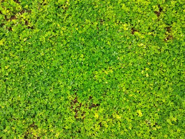 Grona triflora ya da desmodium triflorum, sürünen kene folyosu ya da beggarweed olarak da bilinir, yuvarlak yeşil yapraklı tipik bir çalı bitkisidir. Bu bitki tropikal ülkelerde yetişir..