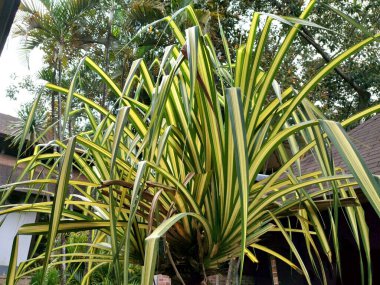 Veitch Screwpine, genellikle tropik bir bahçede bulunan tipik bir çiçek bitkisi. Bilimsel olarak Pandanus veitchii olarak bilinir. Bu tür bitkiler Pandan ailesinin bir kolunda büyüyebilir..