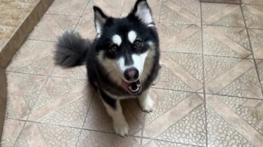 Alaska Malamute köpeğinin havlarken oynadığı 4K videosu. Sevimli, gülümseyen ve dili dışarı çıkmış. Efendisiyle oynamaya hazır..