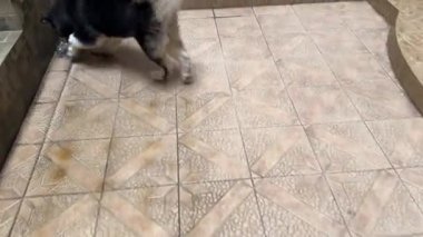 Alaska Malamute köpeğinin plastik şişe oyuncağıyla oynarken heyecanlandığı 4K video kaydı. Alaska 'lı malamute köpek ısırıyor ve sahibini ve kendisiyle oynuyor..