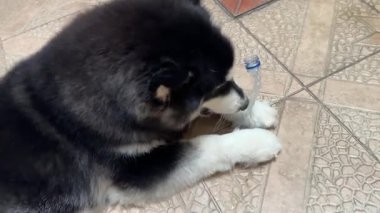 Alaska Malamute köpeğinin plastik şişe oyuncağıyla oynarken heyecanlandığı 4K video kaydı. Alaska 'lı malamute köpek ısırıyor ve sahibini ve kendisiyle oynuyor..