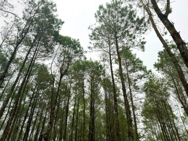 Bir dizi çam ağacı ormanı, uzun tropikal çam ağaçları ya da ormandaki diğer dağ ağaçları ile kozalaklı ağaçlar..