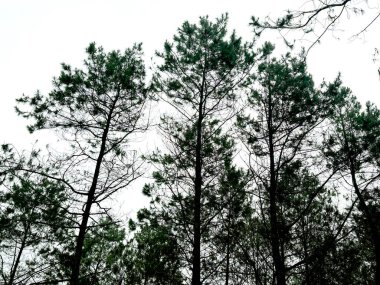 Bir dizi çam ağacı ormanı, uzun tropikal çam ağaçları ya da ormandaki diğer dağ ağaçları ile kozalaklı ağaçlar..