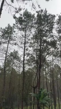4k görüntü, çam ağaçlarının arasında yürüme ormanı, yüksek tropikal çam ağaçları veya ormandaki diğer dağ ağaçlarıyla kozalaklı kozalaklı ağaçlar. Kozalaklı çamların manzarası ve panoramiği. Doğanın güzelliği.