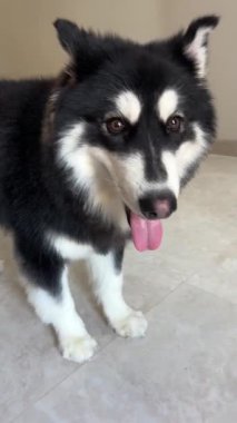 Alaska Malamute köpeğinin havlarken oynadığı bir video. Sevimli, gülümseyen ve dili dışarı çıkmış. Efendisiyle oynamaya hazır..