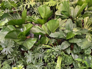 Licuala Grandis 'e yakın, ya da genellikle yakalı fan palmiyesi olarak adlandırılır. Tropikal bir palmiye ağacı, katmanlı yaprakları ve tropikal ülkelere özgü yelpaze şekilli. Bahçe bitkisi için iyi. Doğanın güzelliği.