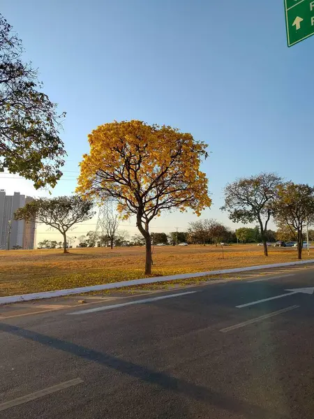 Yol kenarındaki sarı ip, arka planda ağaçlar.