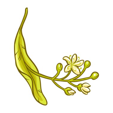 Çiçekler ve Yapraklar ile Linden Branch Renkli Ayrıntılı Çizimler. Kozmetik, spa, aromaterapi, sağlık, alternatif tıp için organik doğal malzeme.