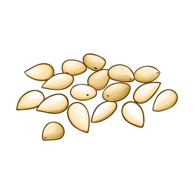 Susam Tohumu Renkli Çizim. Kozmetik, kaplıca, sağlık hizmetleri için organik malzeme. Doğal besin maddeleri, vejetaryen diyet ürünleri. Tasarım veya dekorasyon için izole edilmiş vektör.