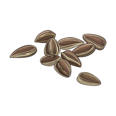 Ayçiçeği Tohumları Renkli Ayrıntılı Çizim. Organik doğal besin maddeleri, vejetaryen diyet ürünleri. Tasarım veya dekorasyon için izole edilmiş vektör.