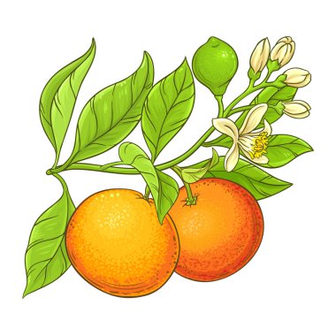 Çiçekli Greyfurt Şubesi, Fruits and Leaves Colored Illustration. Kozmetik, aromaterapi ve sağlık hizmetleri için. Organik vejetaryen diyet ürünü. Tasarım için izole edilmiş vektör