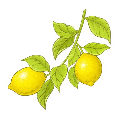 Fruits and Leaves ile Limon Şubesi Renkli Çizimler. Organik doğal besin maddeleri, vejetaryen diyet ürünleri. Tasarım veya dekorasyon için izole edilmiş vektör.