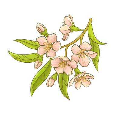 Çiçekler ve Yapraklar ile Badem Şubesi Renkli Çizimler. Organik doğal besin maddeleri, vejetaryen diyet ürünleri. Tasarım veya dekorasyon için izole edilmiş vektör.