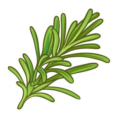 Renkli Ayrıntılı Yapraklar İllüstrasyonu 'ndan Rosemary Branch. Kozmetik, spa, aromaterapi, sağlık hizmetleri için temel yağ bileşeni. Organik beslenme baharatı. Tasarım veya dekorasyon için izole edilmiş vektör.