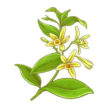 Çiçek Renkli Resimli Vanilya Şubesi. Kozmetik, aromaterapi, sağlık, alternatif tıp ve aromatik baharat için temel yağ bileşeni. Tasarım veya dekorasyon için izole edilmiş vektör.