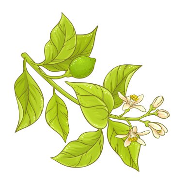 Çiçekler ve Yapraklar ile Limon Şubesi Renkli Ayrıntılı Resimler. Organik doğal besin maddeleri, vejetaryen diyet ürünleri. Tasarım veya dekorasyon için izole edilmiş vektör.