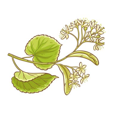 Çiçekli ve Yapraklı Linden Branch Renkli Çizimler. Kozmetik, spa, aromaterapi, sağlık, alternatif tıp için organik doğal malzeme. Tasarım veya dekorasyon için izole edilmiş vektör.
