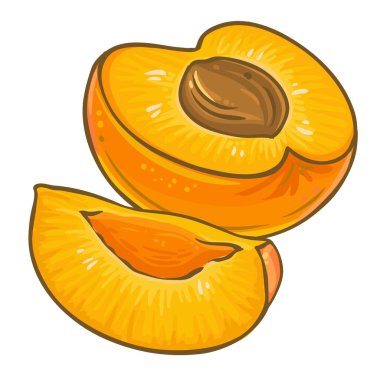 Kayısı Renkli Fruit Illustration. Organik doğal besin maddeleri, vejetaryen diyet ürünleri. Tasarım veya dekorasyon için izole edilmiş vektör.