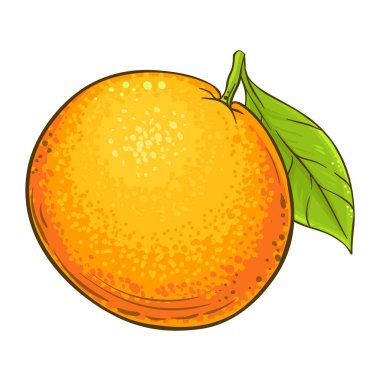 Greyfurt renkli illüstrasyon. Kozmetik, aromaterapi ve sağlık hizmetleri için gerekli yağ bileşeni. Organik gıda malzemeleri, vejetaryen diyet ürünleri. Tasarım veya dekorasyon için izole edilmiş vektör.
