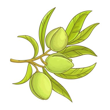 Nuts and Leaves ile Badem Şubesi Renkli Çizimler. Organik doğal besin maddeleri, vejetaryen diyet ürünleri. Tasarım veya dekorasyon için izole edilmiş vektör.