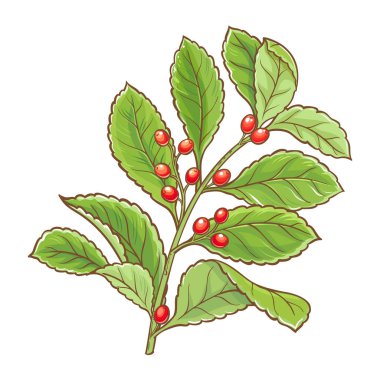 Böğürtlenli ve Yapraklı Yerba Mate Şubesi Renkli Ayrıntılı Çizim. Tasarım veya dekorasyon için izole edilmiş vektör.