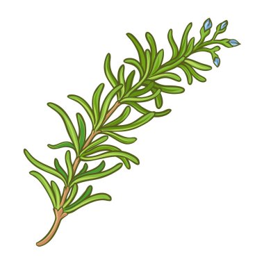 Çiçekler ve Yapraklar ile Biberiye Şubesi Renkli Ayrıntılı Resimler. Aromaterapi için gerekli yağ bileşeni. Organik doğal beslenme baharatı. Tasarım veya dekorasyon için izole edilmiş vektör.