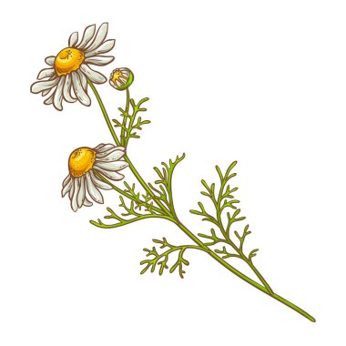 Çiçekli Papatya Bitkisi Renkli Detaylı Çizim. Kozmetik, spa, aromaterapi, sağlık ve alternatif tıp için temel yağ bileşeni. Tasarım veya dekorasyon için izole edilmiş vektör.