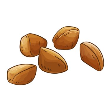 Andiroba Fındık Renkli Ayrıntılı Çizim. Tasarım veya dekorasyon için izole edilmiş vektör.