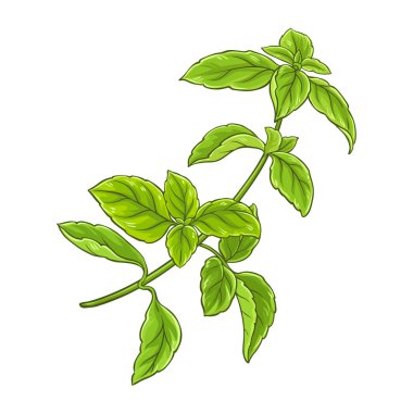 Ayrıntılı Ayrıntılı Ayrıntılı Yapraklarla Yeşil Basil Şubesi. Organik doğal besin maddeleri, vejetaryen diyet ürünleri. Tasarım veya dekorasyon için izole edilmiş vektör.