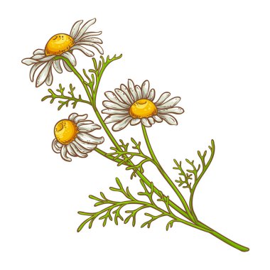 Çiçekli Papatya Bitkisi Renkli Detaylı Çizim. Kozmetik, spa, aromaterapi, sağlık ve alternatif tıp için temel yağ bileşeni. Tasarım veya dekorasyon için izole edilmiş vektör.
