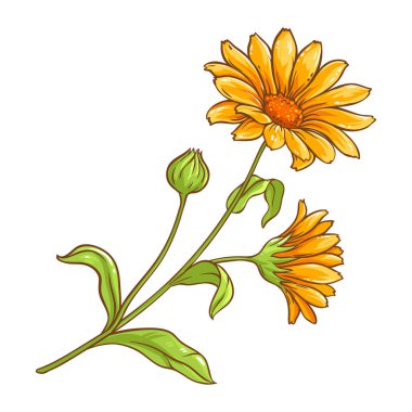 Çiçekli ve Yapraklı Calendula Bitkisi Renkli Ayrıntılı Resimler. Tasarım veya dekorasyon için izole edilmiş vektör.