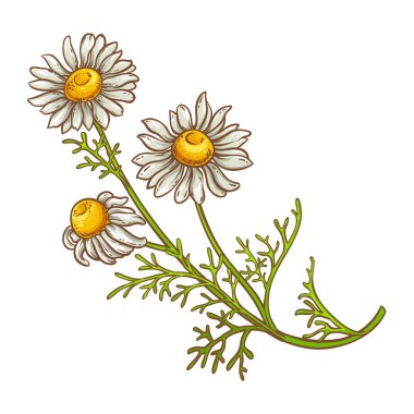 Çiçekli Papatya Bitkisi Renkli Detaylı Çizim. Kozmetik, spa, aromaterapi, sağlık ve alternatif tıp için temel yağ bileşeni. Tasarım veya dekorasyon için izole edilmiş vektör.