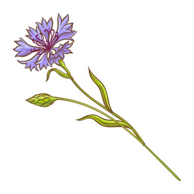 Çiçekli ve Yapraklı Çiçek Bitkisi Renkli Ayrıntılı Çizimler. Tasarım veya dekorasyon için izole edilmiş vektör.