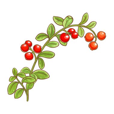 Böğürtlenli ve Yapraklı Yabanmersini Şubesi Renkli Çizimler. Organik doğal besin maddeleri, vejetaryen diyet ürünleri. Tasarım veya dekorasyon için izole edilmiş vektör.