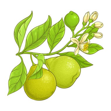 Fruits and Flowers ile Bergamot Branch Renkli Çizimler. Organik doğal besin maddeleri, vejetaryen diyet ürünleri. Tasarım veya dekorasyon için izole edilmiş vektör.