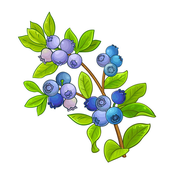 Blueberry Branch with Flowers and Berries Colored Detailed Illustration. Organic natural nutritional healthy food ingredient, vegetarian diet product. Vector isolated for design or decoration.