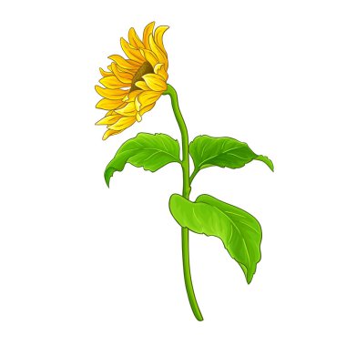 Çiçekli ve Yapraklı Ayçiçeği Bitkisi Renkli Ayrıntılı Çizimler. Organik doğal besin maddeleri, vejetaryen diyet ürünleri. Tasarım veya dekorasyon için izole edilmiş vektör.