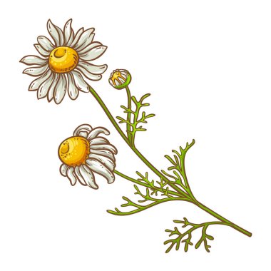 Çiçekli Papatya Bitkisi Renkli Detaylı Çizim. Kozmetik, spa, aromaterapi, sağlık ve alternatif tıp için temel yağ bileşeni. Tasarım veya dekorasyon için izole edilmiş vektör.