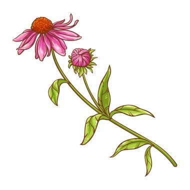 Çiçekli Echinace Purpurea Bitkisi Renkli Ayrıntılı Çizimler. Tasarım veya dekorasyon için izole edilmiş vektör.