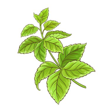 Ayrıntılı Ayrıntılı Ayrıntılı İllüstrasyon 'dan Melissa Branch. Tasarım veya dekorasyon için izole edilmiş vektör.