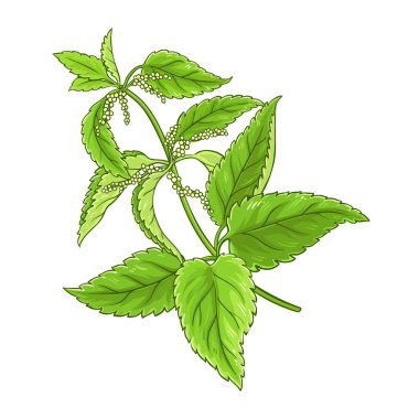 Ayrıntılı Ayrıntılı Yapraklar İllüstrasyonlu Nettle Şubesi. Tasarım veya dekorasyon için izole edilmiş vektör.