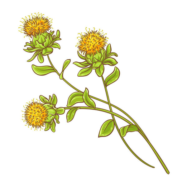 Safflower Plant with Flower and Leaves Colored Detailed Illustration. Vector isolated for design or decoration.