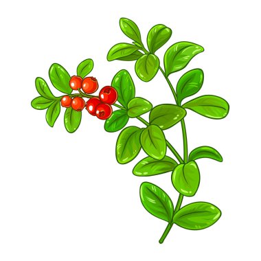 Böğürtlenli ve Yapraklı Lingonberry Branch Renkli Detaylı Resim. Organik doğal besin maddeleri, vejetaryen diyet ürünleri. Tasarım veya dekorasyon için izole edilmiş vektör.