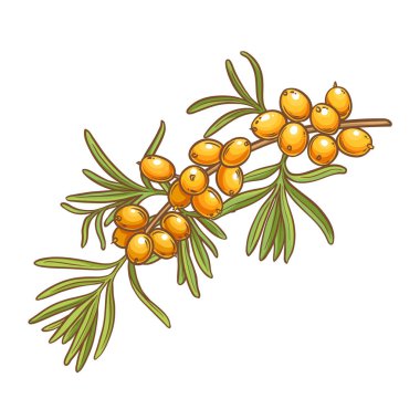 Böğürtlenli ve Yapraklı Karabatak Dalları Renkli Ayrıntılı Resimler. Organik doğal besin maddeleri, vejetaryen diyet ürünleri. Tasarım veya dekorasyon için izole edilmiş vektör.