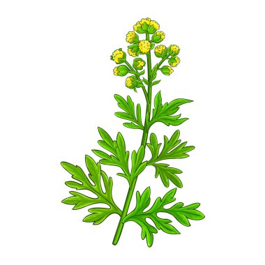 Çiçekli ve Yapraklı Wormwood Bitkisi Renkli Ayrıntılı Çizimler. Tasarım veya dekorasyon için izole edilmiş vektör.