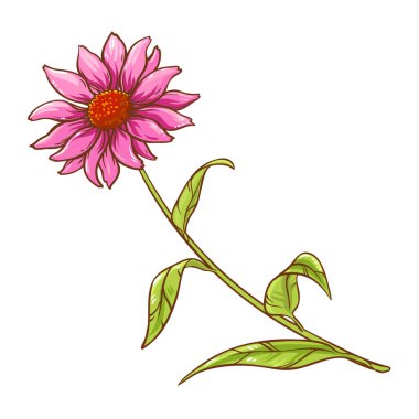 Çiçek yapraklı Echinacea Purpurea Bitkisi Renkli Ayrıntılı Çizimler. Tasarım veya dekorasyon için izole edilmiş vektör.