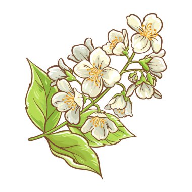 Jasmine Branch ve Çiçekler ve Yapraklar Renkli Ayrıntılı Resimler. Kozmetik, aromaterapi, sağlık, alternatif tıp için temel yağ bileşeni. Tasarım veya dekorasyon için izole edilmiş vektör.