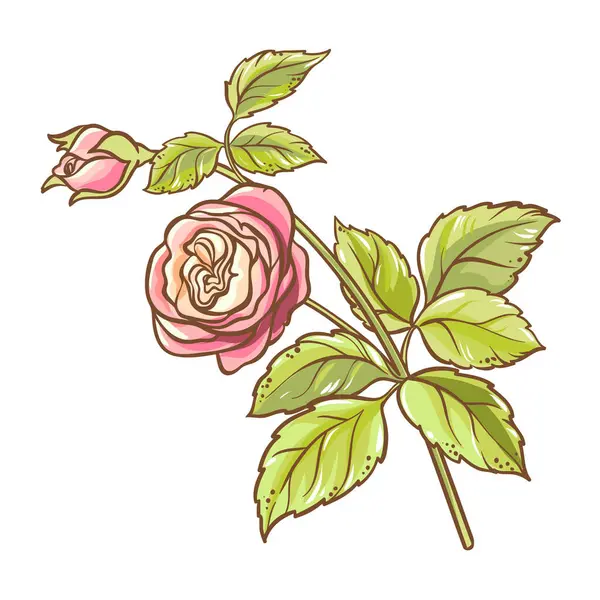 Rama Rosas Con Flores Hojas Color Ilustración Detallada Vector Aislado Ilustraciones De Stock Sin Royalties Gratis