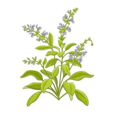 Çiçekli ve Yapraklı Adaçayı Bitkisi Renkli Ayrıntılı Çizimler. Tasarım veya dekorasyon için izole edilmiş vektör.