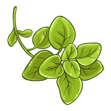 Ayrıntılı Ayrıntılı Ayrıntılı Yapraklar Çizimi 'nden Oregano Şubesi. Tasarım veya dekorasyon için izole edilmiş vektör.